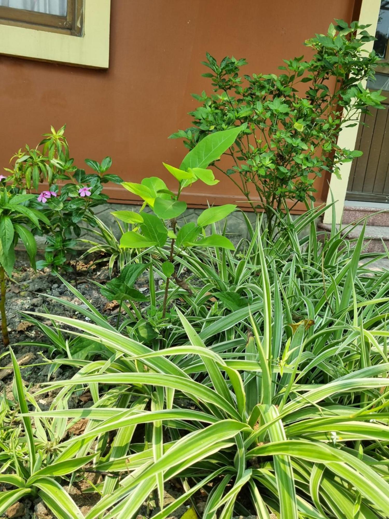 Khach San Vien Dong Hotel Cửa Lô Bagian luar foto